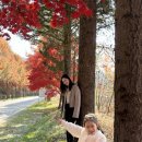 부귀 메타세쿼이아길 | 진안 부귀 메타세쿼이아길 11월 전주 근교 단풍 명소!