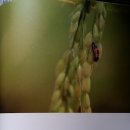 군산푸른솔초등학교 이미지