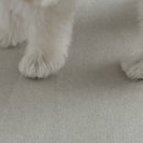 꼬망모르 이미지