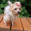 서울시 양천구 신월동 / 신정동 요크셔 여아찾습니다 ( 최근사진으로수정 ) 사례해드리겠습니다.. 이미지