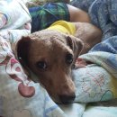 두타동물병원 이미지