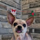 오도독뽀도독 이미지