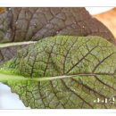 정통쌈밥 이미지