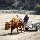 워낭소리 이미지