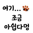 러브독애견카페 이미지