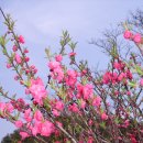 목련태권도 이미지