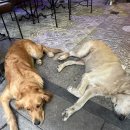튀르키예 여행_이스탄불 구시가지 맛집 타리히 술탄아흐멧 쿄프테지시