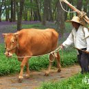 황소와농부 이미지