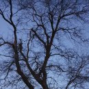 벌말 도당굿 및 도당 이미지