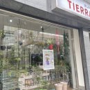 티에라선인장