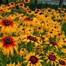 루드베키아 이미지