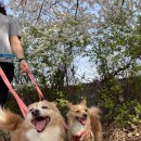 꽃길걷개 이미지