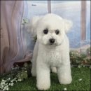 AI도구활용기초과정 B | 대구애견미용자격증 비용 시험 후기 (3급 2급 실기 정리)