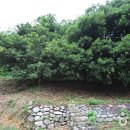 함평 기각리붉가시나무자생북한지 이미지