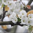 이화에 월백하고 / 이조년(李兆年) 이미지