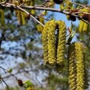 오리나무 이미지