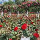장미정원 이미지
