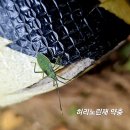 25년 여수시 평생학습우스프로그램 숲속의산책-제4강:숲속의 곤충 이미지