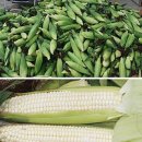 곡성-060 Daum카페