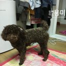 써니미르 | [초코푸들] 미르의 일상& 써니n뚱이 이웃님께 감사후기!