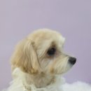 시크펫 그루밍 이미지