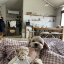품이네 애견방 네이버블로그