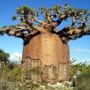 나무안에서 이미지