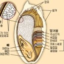 밀의 구성성분 이미지