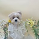 무거동 봄이네 이미지