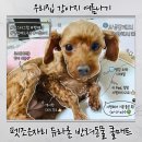 (주더조은펫타운 | 강아지 여름나기 펫조은자리 듀라론 반려동물 쿨매트 강아지쿨매트 추천