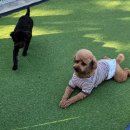 퍼피랜드애견카페 이미지