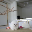 퍼피빈 이미지