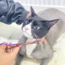 부산고양이미용&호텔 무냥무냥 대연점 이미지