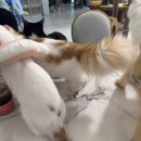 아가마미 고양이카페 네이버블로그