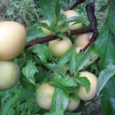 지인농장 이미지