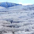 [퇴근길 한 컷]한라산에 핀 얼음꽃 이미지