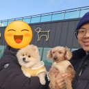 을-240 | 강아지 슬개골 탈구 예방과 관절 건강을 위한 선택, 안티놀 래피드 240캡슐 리얼 후기