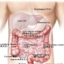 대장암 통증 대장암 초기 대장암 원인 대장암 1기 2기 3기 4기 생존률 이미지