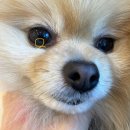 밤비동물병원 | (대구 강아지안과) 박영우안과동물병원 진료 후기