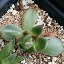 샐리가든 이미지