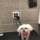 대치수동물병원 이미지