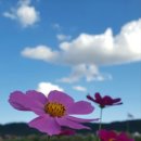 코스모스