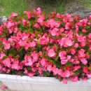 물야초등학교 이미지