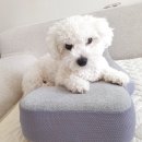 애니네 반려견 미용실 이미지