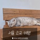 서울 근교 갈만한곳 김포 고양이 카페 고영주택(위치 예약방법 후기)