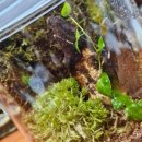 책상 위의 작은 정원, 테라리움 만들기 이미지