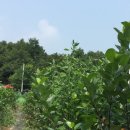 이전농장 이미지