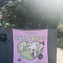 배봉사 | 파주 유사천 봉사활동 후기 | 파주 유기견 보호소
