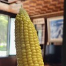 김태희농장 | 초당 옥수수의 계절🌽 여기서 구매하면 맛있게 먹을 수 있어요😋