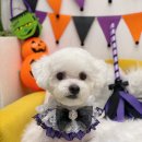 하이슈슈 이미지